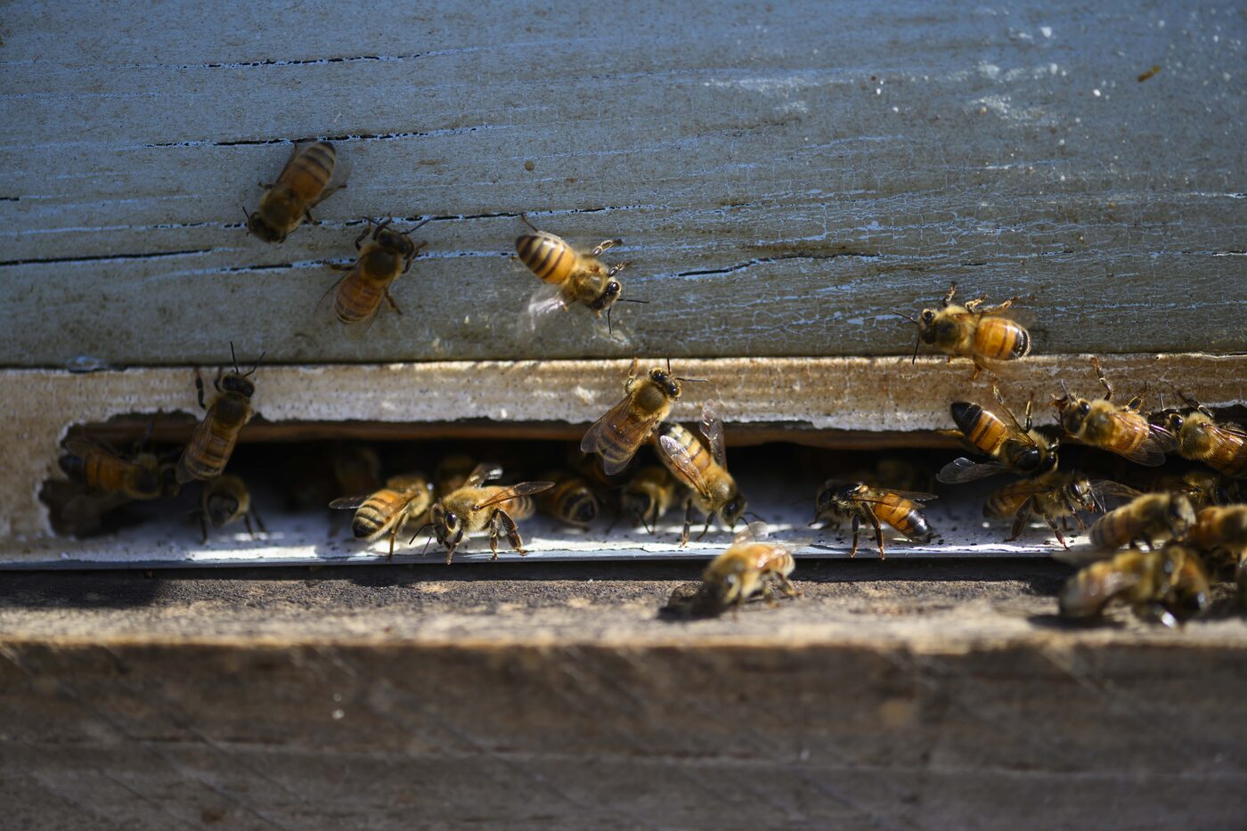 Bees returning to the hive entrance