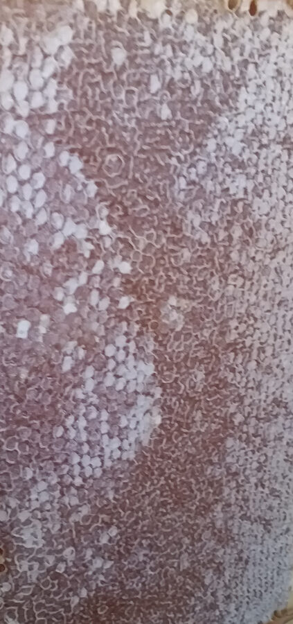 Capped raw honeycomb from a Barden Honey hive