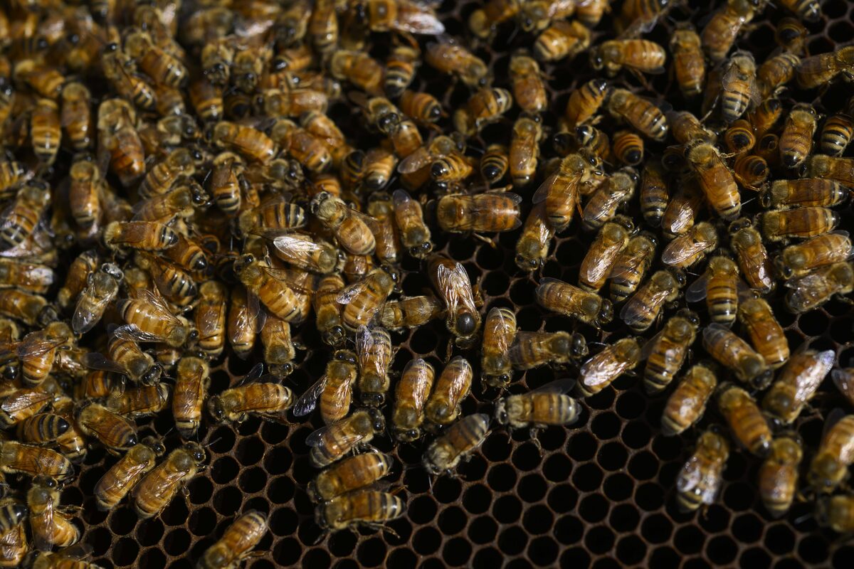 The queen bee at the centre of the colony on the frame
