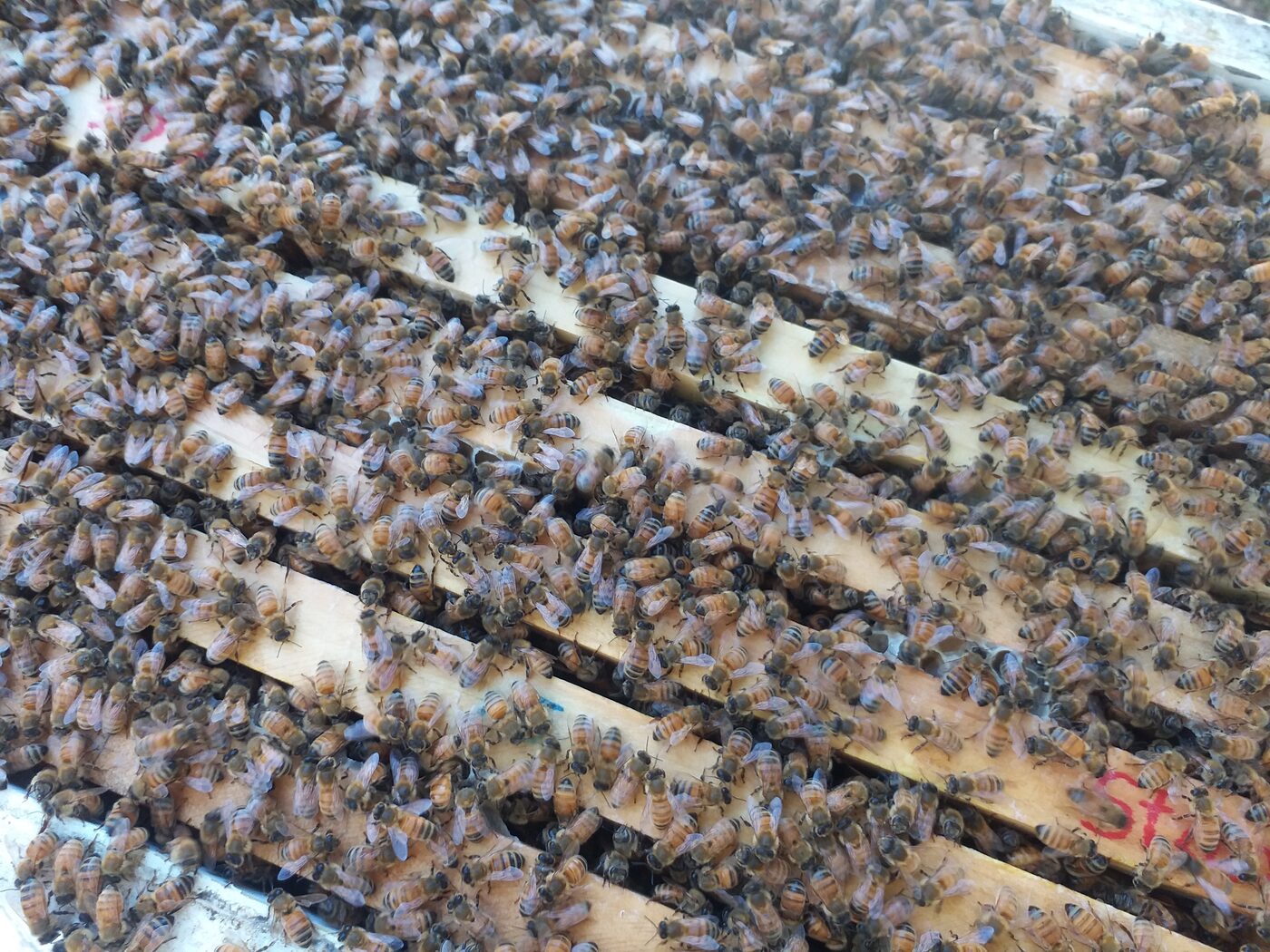 Bees covering a frame inside a Barden Honey hive